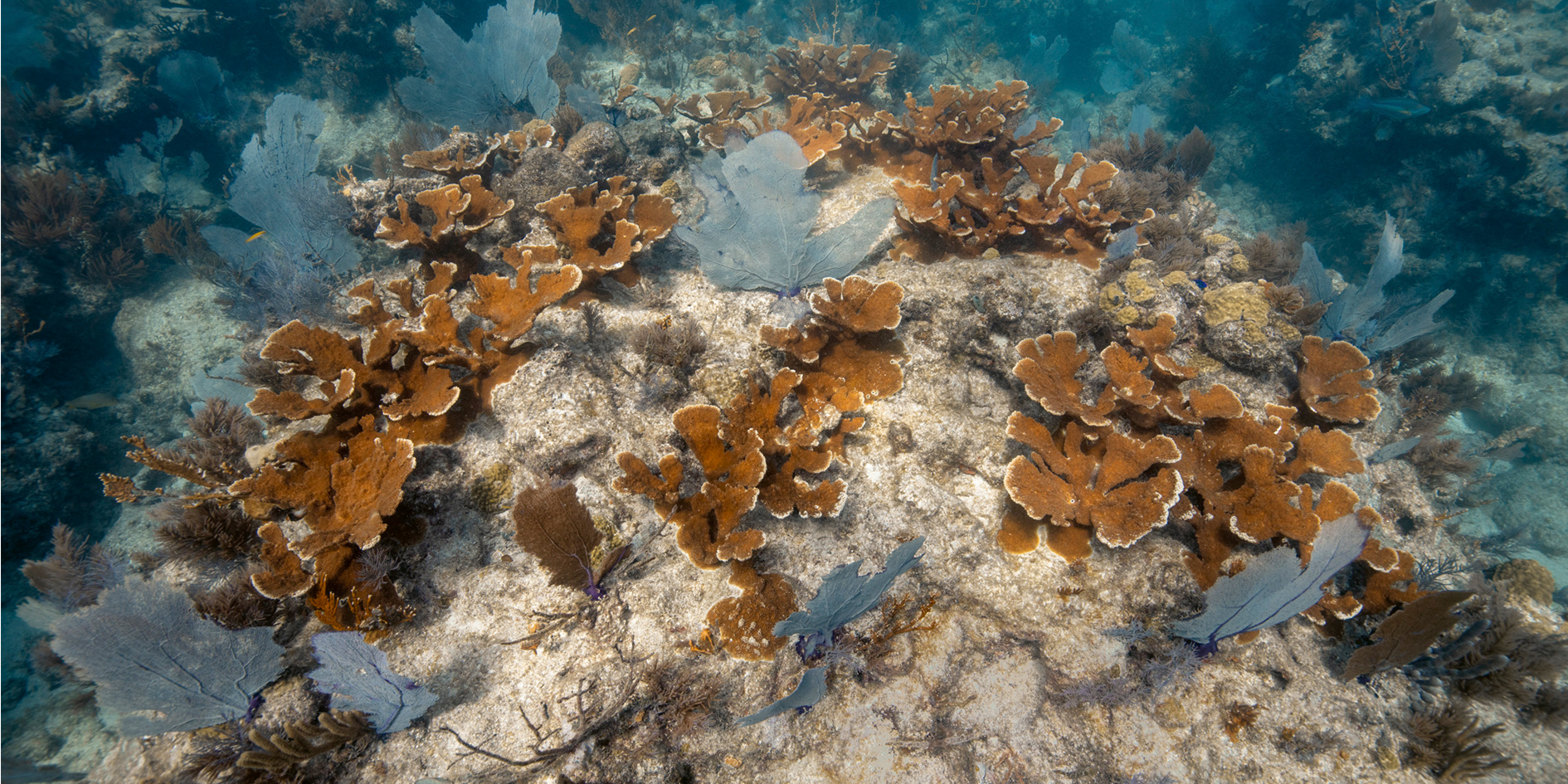 Oris Is Helping Save the Carysfort Coral Reef With Its Last